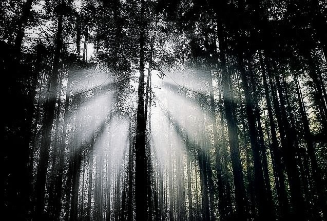 幾束天光穿過幽暗而濕潤的深林